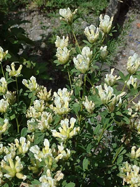 Cytisus albus \ Wei�er Zwergginster / White Broom, I Bormio Botan. Gar. Rezia 8.7.2026