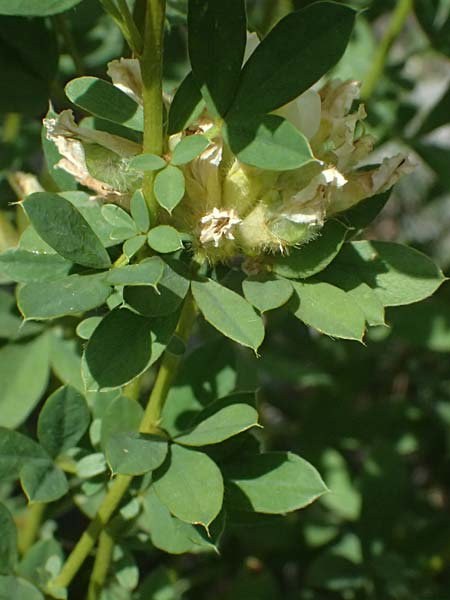 Cytisus albus \ Wei�er Zwergginster / White Broom, I Bormio Botan. Gar. Rezia 8.7.2026