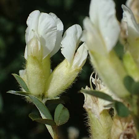 Cytisus albus \ Wei�er Zwergginster / White Broom, I Bormio Botan. Gar. Rezia 8.7.2026