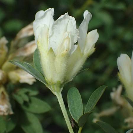 Cytisus albus \ Wei�er Zwergginster / White Broom, I Bormio Botan. Gar. Rezia 8.7.2026