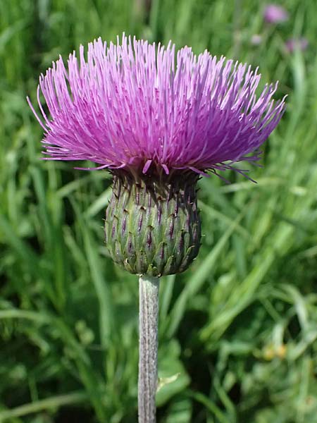 Cirsium heterophyllum, Cabbage Thistle Cirsium heterophyllum, Cabbage Thistle