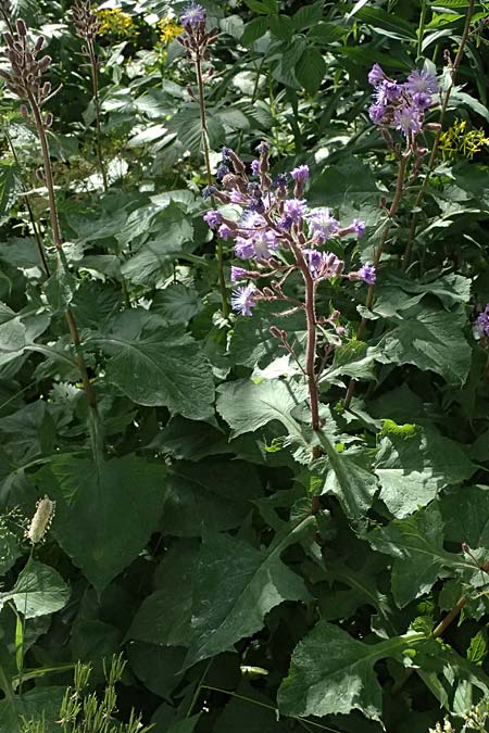 Cicerbita alpina \ Alpen-Milchlattich, Blaue Sau-Distel, I Passo del Tonale 11.7.2026