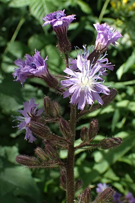 Cicerbita alpina \ Alpen-Milchlattich, Blaue Sau-Distel, I Passo del Tonale 11.7.2026