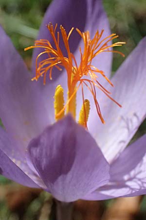 Crocus ligusticus \ Ligurischer Herbst-Krokus / Ligurian Autumn Crocus, I Liguria, Monte Beigua 2.10.2023