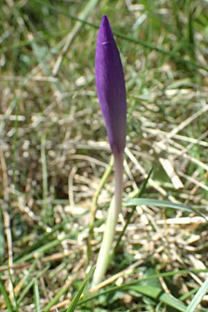 Crocus ligusticus \ Ligurischer Herbst-Krokus / Ligurian Autumn Crocus, I Liguria, Monte Beigua 2.10.2023