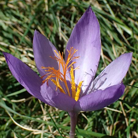 Crocus ligusticus \ Ligurischer Herbst-Krokus / Ligurian Autumn Crocus, I Liguria, Monte Beigua 2.10.2023