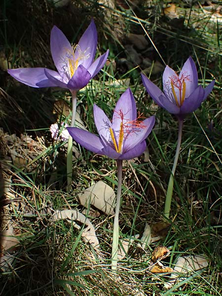 Crocus ligusticus \ Ligurischer Herbst-Krokus / Ligurian Autumn Crocus, I Liguria, Monte Beigua 2.10.2023