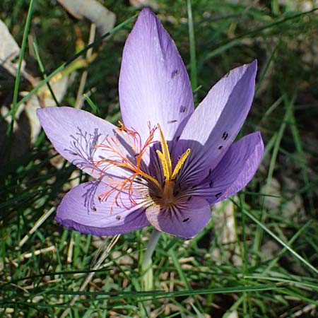Crocus ligusticus \ Ligurischer Herbst-Krokus / Ligurian Autumn Crocus, I Liguria, Monte Beigua 2.10.2023