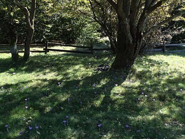 Crocus ligusticus \ Ligurischer Herbst-Krokus / Ligurian Autumn Crocus, I Liguria, Monte Beigua 2.10.2023