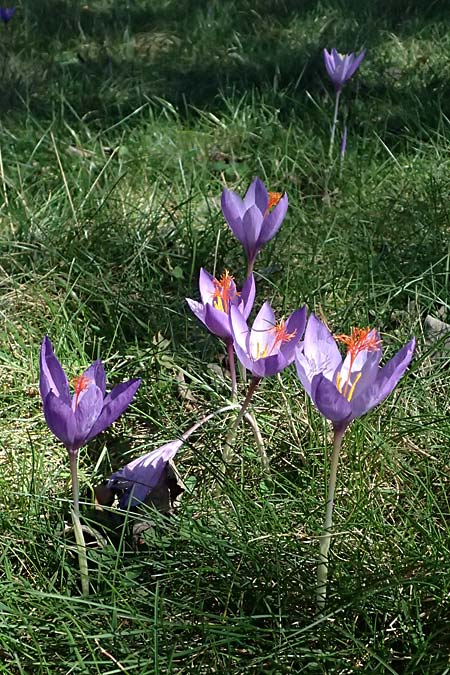Crocus ligusticus \ Ligurischer Herbst-Krokus / Ligurian Autumn Crocus, I Liguria, Monte Beigua 2.10.2023
