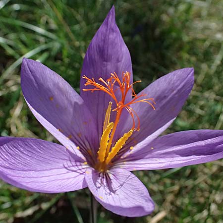 Crocus ligusticus \ Ligurischer Herbst-Krokus / Ligurian Autumn Crocus, I Liguria, Monte Beigua 2.10.2023