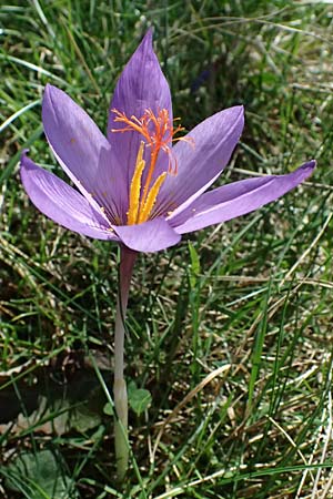 Crocus ligusticus \ Ligurischer Herbst-Krokus / Ligurian Autumn Crocus, I Liguria, Monte Beigua 2.10.2023