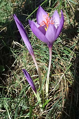 Crocus ligusticus \ Ligurischer Herbst-Krokus / Ligurian Autumn Crocus, I Liguria, Monte Beigua 2.10.2023