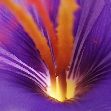 Crocus ligusticus \ Ligurischer Herbst-Krokus / Ligurian Autumn Crocus, I Liguria, Monte Beigua 2.10.2023