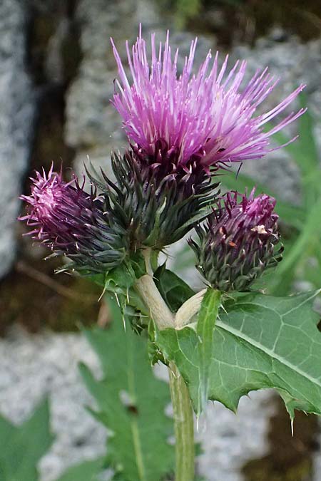 Cirsium montanum, Alpine Thistle Cirsium montanum, Alpine Thistle