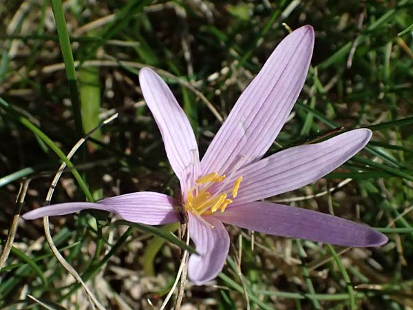 Colchicum neapolitanum / Naples Autumn Crocus, I Liguria, Monte Beigua 2.10.2023
