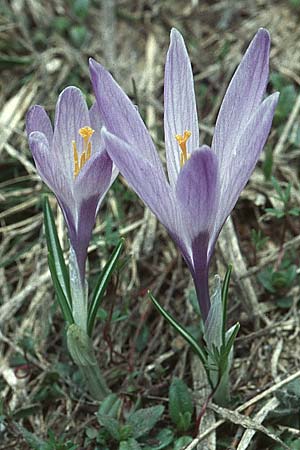 Crocus vernus / Spring Crocus, I Campo Imperatore 22.5.2005
