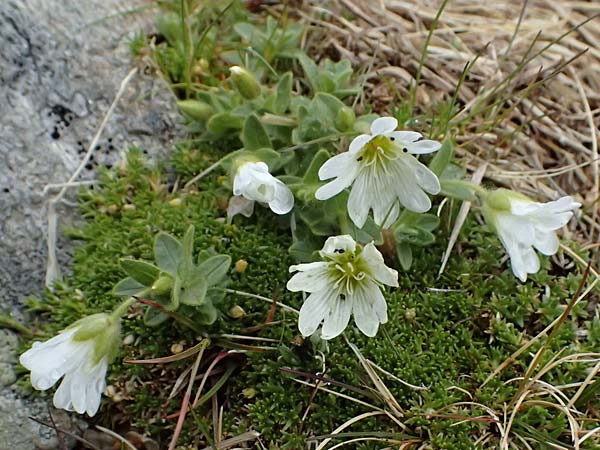 Cerastium uniflorum \ Einbl�tiges Hornkraut / Glacier Mouse-Ear, I Passo di Gavia 6.7.2026