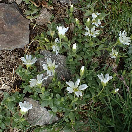 Cerastium uniflorum \ Einbl�tiges Hornkraut / Glacier Mouse-Ear, I Passo di Gavia 6.7.2026