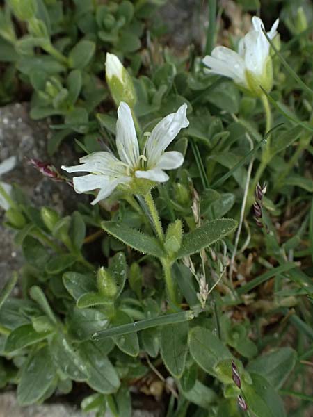 Cerastium uniflorum \ Einbl�tiges Hornkraut / Glacier Mouse-Ear, I Passo di Gavia 6.7.2026