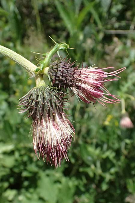 Cirsium erisithales x montanum, Hybrid Thistle Cirsium erisithales x montanum, Hybrid Thistle