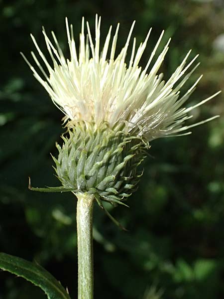 Cirsium heterophyllum x spinosissimum, Hybrid Thistle Cirsium heterophyllum x spinosissimum, Hybrid Thistle