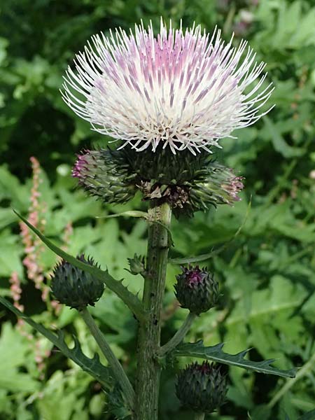Cirsium erisithales x heterophyllum, Yellow Thistle Cirsium erisithales x heterophyllum, Yellow Thistle
