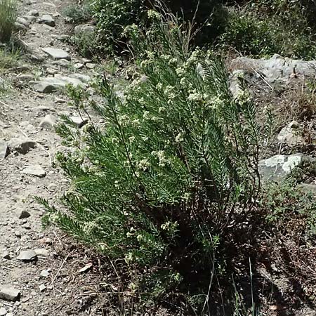 Daphne gnidium \ Herbst-Seidelbast / Autumn Daphne, I Liguria, Moneglia 26.9.2023