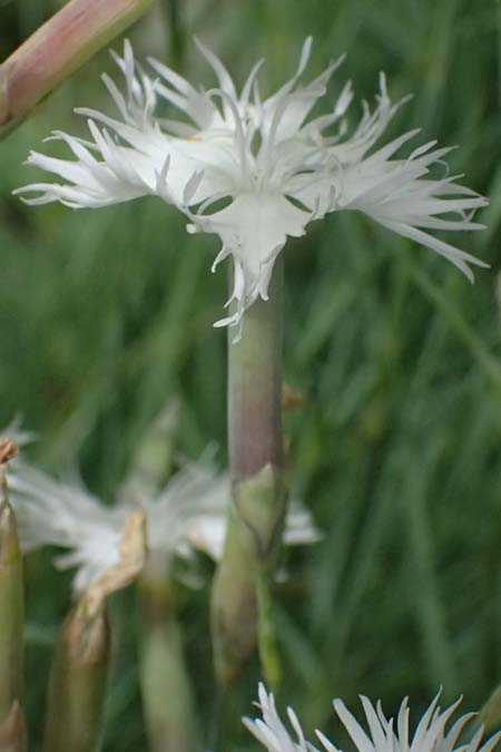 Dianthus plumarius \ Feder-Nelke / Cottage Pink, I Bormio Botan. Gar. Rezia 8.7.2026