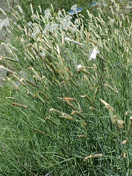 Dianthus plumarius \ Feder-Nelke / Cottage Pink, I Bormio Botan. Gar. Rezia 8.7.2026
