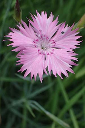 Dianthus seguieri \ Seguier-Nelke / Ragged Pink, I Bormio Botan. Gar. Rezia 8.7.2026