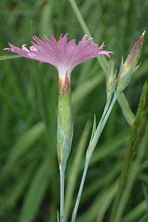 Dianthus seguieri \ Seguier-Nelke / Ragged Pink, I Bormio Botan. Gar. Rezia 8.7.2026
