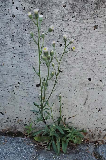 Erigeron acris subsp. acris / Blue Fleabane, I Bormio 5.7.2026