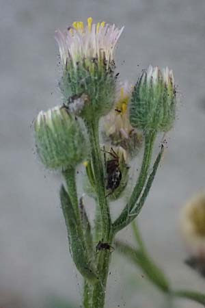 Erigeron acris subsp. acris / Blue Fleabane, I Bormio 5.7.2026