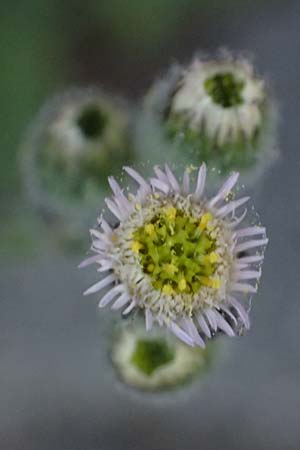Erigeron acris subsp. acris / Blue Fleabane, I Bormio 5.7.2026