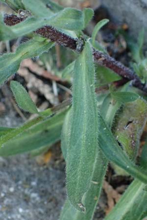 Erigeron acris subsp. acris / Blue Fleabane, I Bormio 5.7.2026