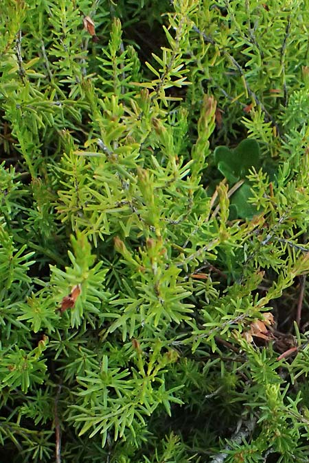 Erica carnea \ Schnee-Glockenheide / Winter Heath, I Lago di Cancano 10.7.2026