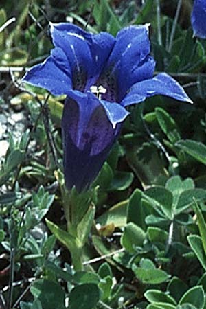 Gentiana dinarica \ Dinarischer Enzian / Dinarian Gentian, I Campo Imperatore 22.5.2005