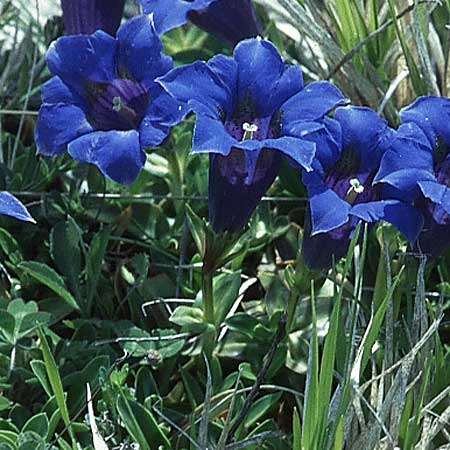 Gentiana dinarica \ Dinarischer Enzian / Dinarian Gentian, I Campo Imperatore 22.5.2005