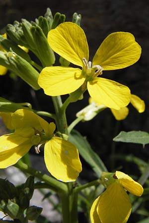 Erysimum ruscinonense \ Provence-Sch�terich, I Liguria, Castelvecchio di Rocca Barbena 19.5.2013