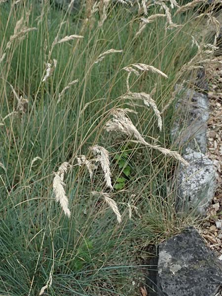 Festuca centroapenninica \ Monti-Sibillini-Schwingel / Monti Sibillini Fescue, I Bormio Botan. Gar. Rezia 8.7.2026