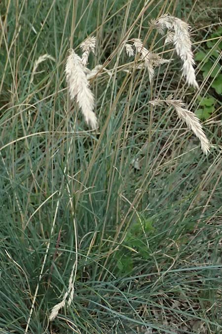Festuca centroapenninica \ Monti-Sibillini-Schwingel / Monti Sibillini Fescue, I Bormio Botan. Gar. Rezia 8.7.2026