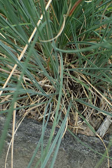 Festuca centroapenninica \ Monti-Sibillini-Schwingel / Monti Sibillini Fescue, I Bormio Botan. Gar. Rezia 8.7.2026