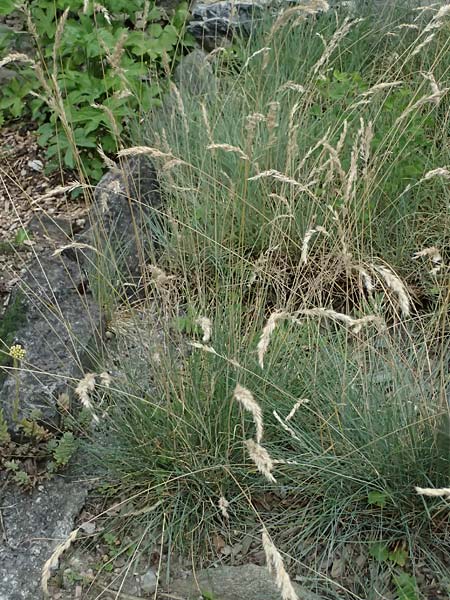 Festuca centroapenninica \ Monti-Sibillini-Schwingel / Monti Sibillini Fescue, I Bormio Botan. Gar. Rezia 8.7.2026