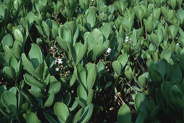 Menyanthes trifoliata \ Fieberklee, I Lago Calamone 15.6.1996