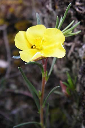 Fumana ericifolia \ Heidebl&auml;ttriges Nadelr�schen / Heath-Leaved Sun-Rose, I Liguria, Piana Crixia 21.5.2013