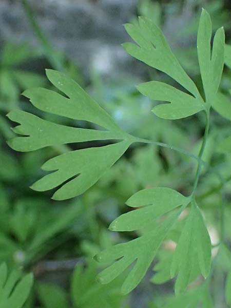 Fumaria capreolata / White Ramping Fumitory, I Liguria, Borzonasca 29.9.2023