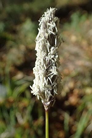 Koeleria vallesiana \ Walliser Kammschmiele, I Liguria, Monte Beigua 2.10.2023