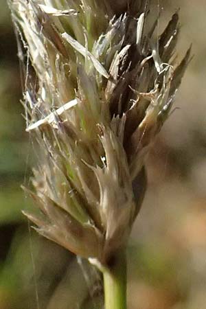 Koeleria vallesiana \ Walliser Kammschmiele, I Liguria, Monte Beigua 2.10.2023