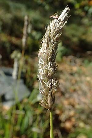 Koeleria vallesiana \ Walliser Kammschmiele, I Liguria, Monte Beigua 2.10.2023